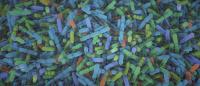 false color image of hundreds of bacteria cells